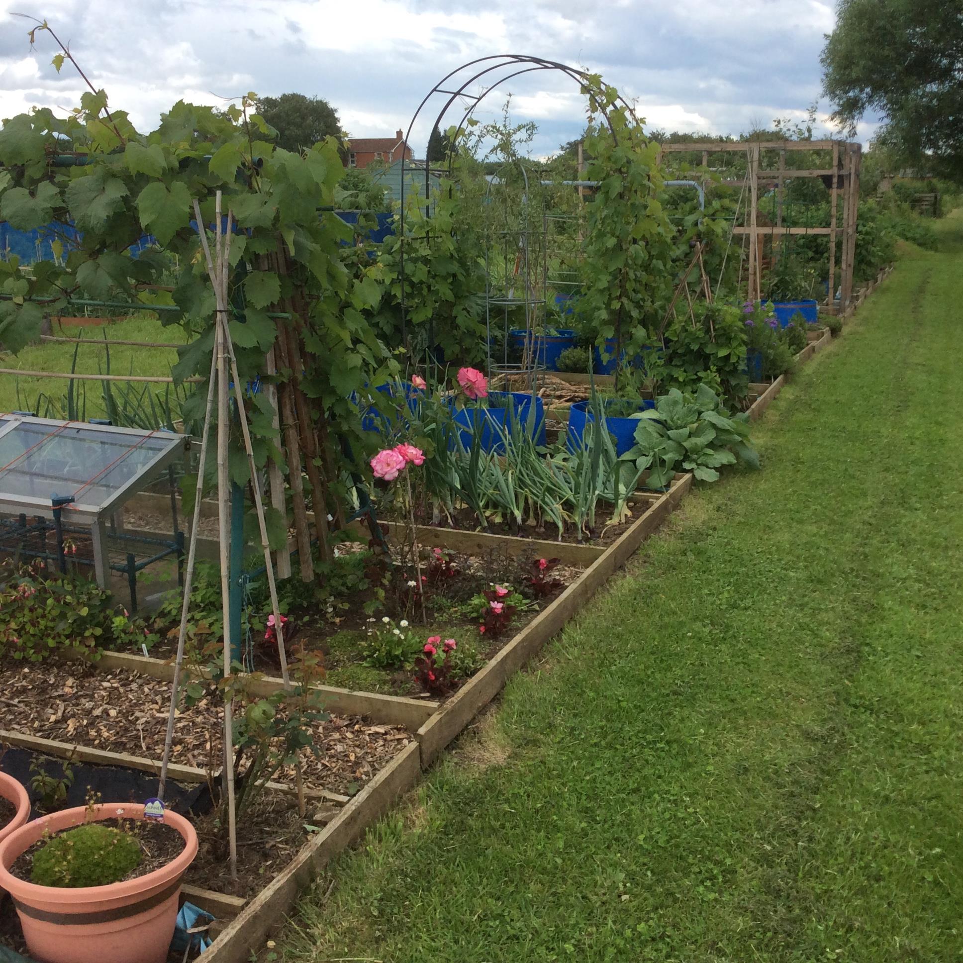 Berryfield allotment photo